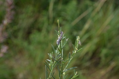 Crotalaria pusilla
